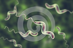 Campylobacter bacteria, the causative agent of food infections