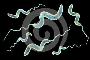 Campylobacter bacteria, 3D illustration photo