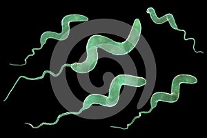 Campylobacter bacteria, 3D illustration. photo