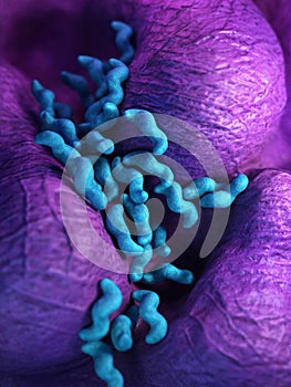 The campylobacter - close up photo