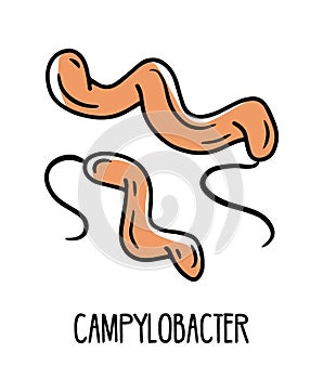 Campylobacter gram-negative curved bacteria in the human intestinal microflora photo