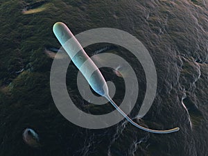 Campylobacter jejuni photo