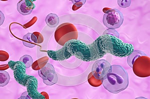 Campylobacter jejuni bacteria in the blood flow - 3d illustration closeup view photo