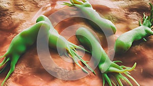 Campylobacter jejuni bacteria - scanning electron microscope -closeup - 3D Rendering