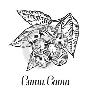 Camu camu berry, fruit, leaf, plant branch. Superfood organic berry. photo