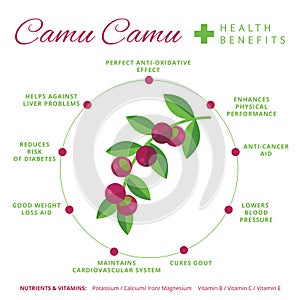 Camu camu berry health benefits and nutrition infographics. Superfood camucamu fruit nutrients and vitamins information. Healthy photo