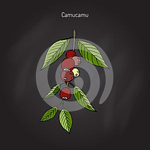 Camu-camu, medicinal plant photo