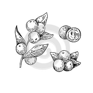 Camu camu vector superfood drawing. Isolated hand drawn illustr photo