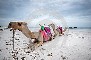 Camulson the Diani Beach, Watamu, Malini, Lamu islland, Kenya Zanzibar