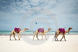 Camulson the Diani Beach, Watamu, Malini, Lamu islland, Kenya Zanzibar