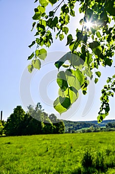 A walk in the spring outside the swedish countryside