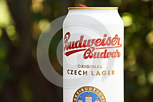 A can of Budweiser beer on a nature background.