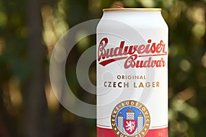 A can of Budweiser beer on a nature background.