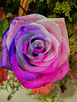 Colored rose photo