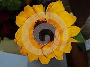 Sunflower, Helianthus annuus photo