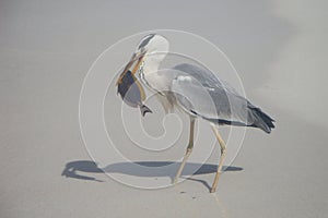 Can blue surgeonfish Dorie escape of heron?