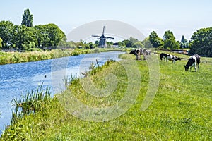 It can`t get much more Dutch windmill, cows, water, dikes, grassland, strong wind and blue skies photo