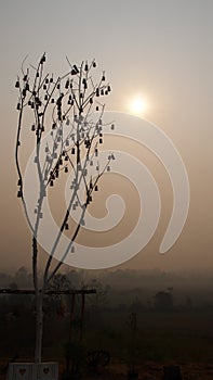 Can tree and sunshine.