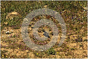 Can you see them?... the small ones?... : The red-legged partridge Alectoris rufa and its chickens. photo