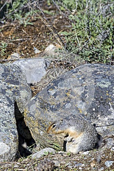 Can you spot the columbian ground squirrel