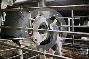 Can you tell me where my mom is. a young dairy cow calf gently walking around in a livestock pen while eating grass on a