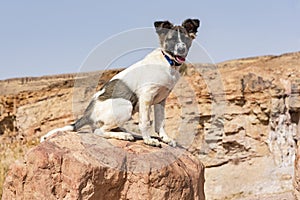 Canaan Dog Puppy Sitting on a Red Desert Boulder