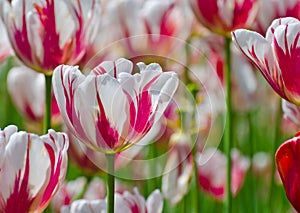 Canada 150 Tulip also known as the Maple Leaf Tulip