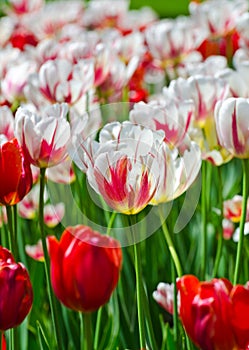 Canada 150 Tulip also known as the Maple Leaf Tulip