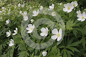 Canada Anemones Blooming in Spring