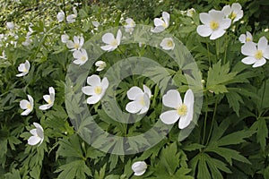Canada Anemones Blooming in Spring photo