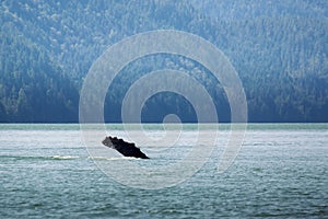 Canada, British Columbia. Humpback whale flipper in Knight Inlet