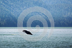 Canada, British Columbia. Humpback whale flipper in Knight Inlet photo