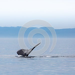 Canada, British Columbia. Humpback whale tail in Victoria