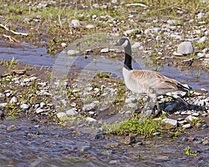 Canada canadian Goose wildlife bird on river bank water