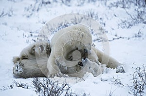 Canada Churchill polar bear cubs playing in snow photo