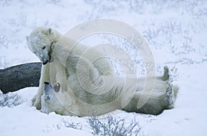 Canada Churchill polar bear cubs playing in snow photo