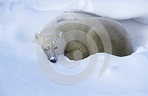 Canada Churchill Polar Bear lying in snow photo
