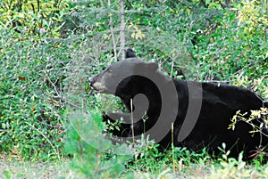 Canada- Close Up of a Wild Black Bear Munching on Berries