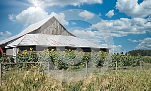 Canada Country Barn Sunflowers Farming Scene Sunny Skies