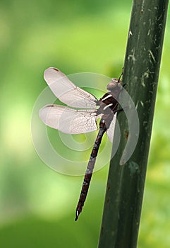 Canada Darner Dragonfly