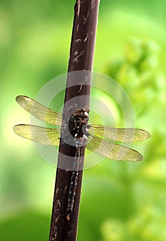 Canada Darner Dragonfly