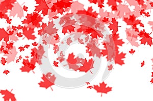 Canada day maple foliage on white