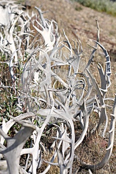 Canada. Fence made out of moose and caribou antlers to ward off evil spirits. Native american indian.