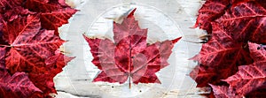 Canada Flag Made with Leaves on Birch - Banner