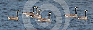 Canada Geese photo