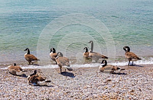 Canada geese