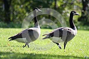 Canada Geese photo