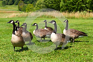 Canada Geese