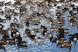 Canada Geese