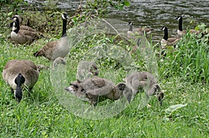 Canada Geese and Adolescent Goslings